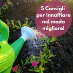 5 consigli per innaffiare nel modo migliore!