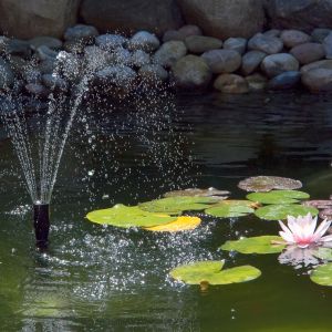 Corso gratuito come creare un laghetto in giardino - Sabato 17 maggio 2025