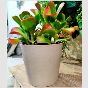 Pianta grassa - Succulenta - Kalanchoe thyrsiflora