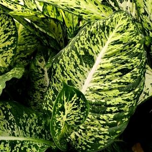 Dieffenbachia