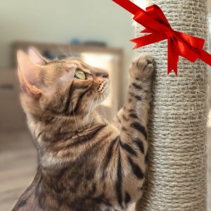 Volantino Pet Shop Iperverde - Novembre - Dicembre 2023