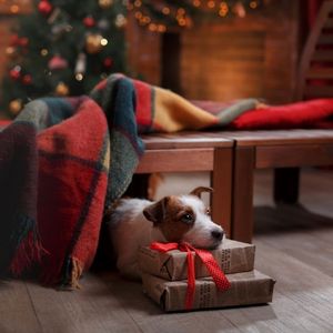 Volantino Amici Animali 11 novembre - 26 dicembre 2021