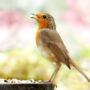 Bird feeding, che cos'è?
