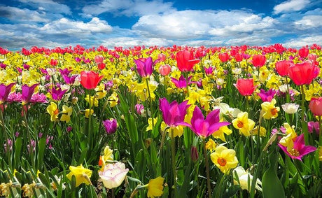 La primavera? Si prepara in autunno con i bulbi