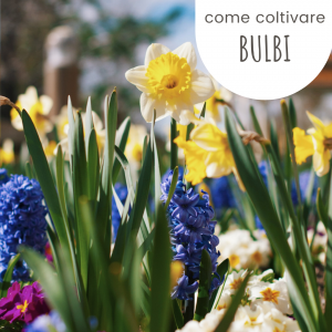 Bulbi da fiore, come coltivarli?