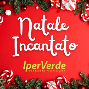 Natale Incantato 2022 Il mercatino di Natale in Provincia di Sondrio