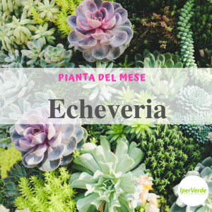 Come e perché scegliere l'echeveria