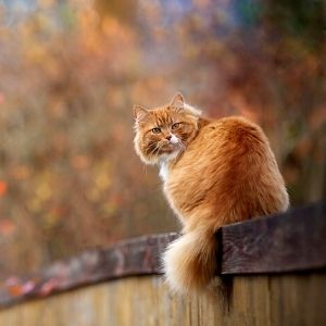 Volantino Amici Animali - dal 16 Settembre al 17 Ottobre 2021