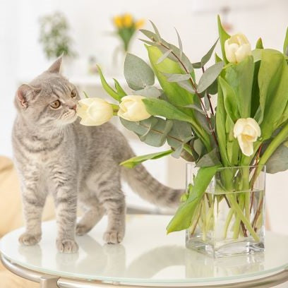 Volantino Amici animali 22 aprile - 23 maggio 2021