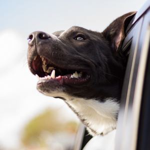 5 consigli per viaggiare in auto con il cane