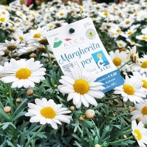 Le margherite che fanno bene!