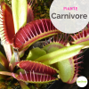 Come prendersi cura delle piante carnivore?