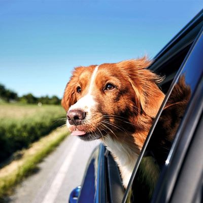 Volantino Amici Animali 1 luglio - 15 agosto 2021