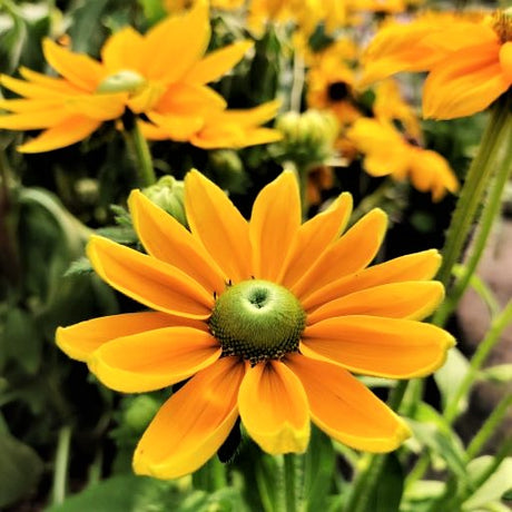 Rudbeckia