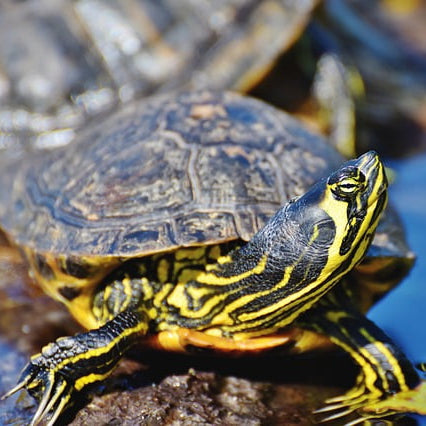 CORSO CON VETERINARIO: BENESSERE E ALLEVAMENTO TARTARUGHE ACQUATICHE