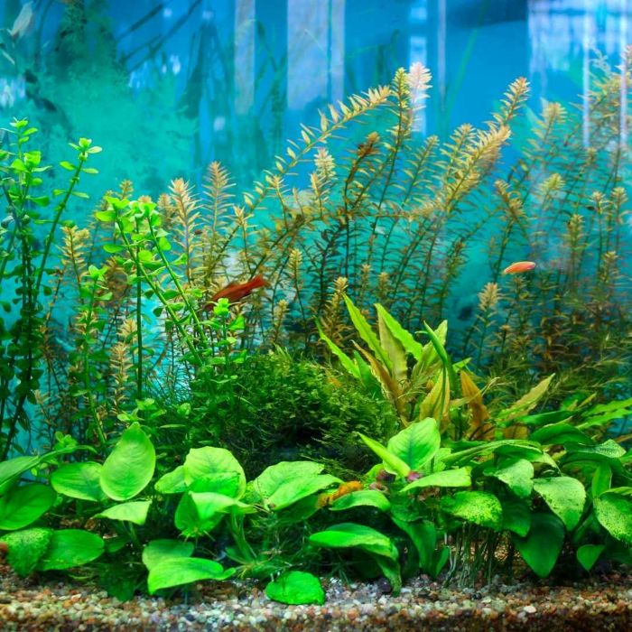 Rientro dalle ferie: Rimetti in forma il tuo acquario! + TEST DELL'ACQUA GRATUITO 26/09/2026