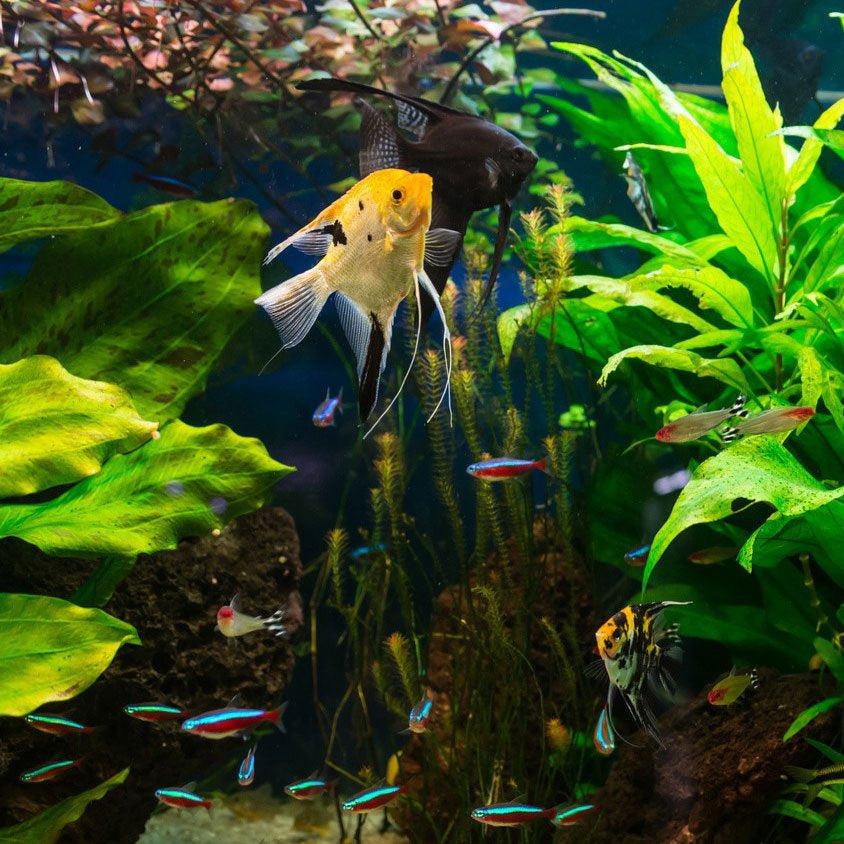 CORSO CON VETERINARIO: LA BIOLOGIA DELL'ACQUARIO
