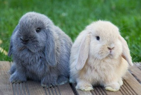 Corso convivere felicemente con il coniglietto nano! - 31/01/2026 ore 15.00