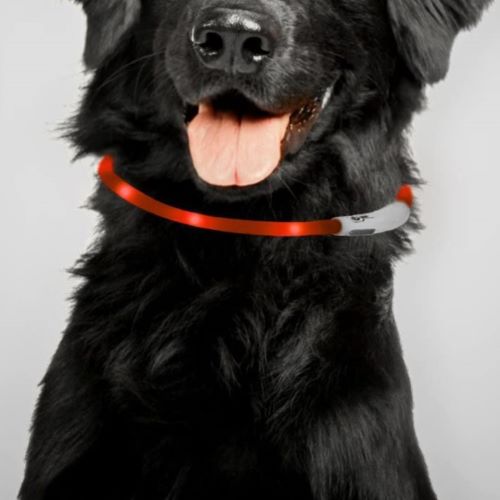Collar with rechargeable LED lights for dogs
