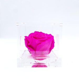 Flowercube rosa stabilizzata 6 cm
