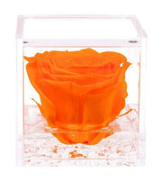 Stabilized pink flowercube 8 cm