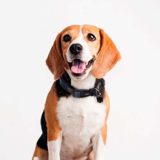 For Fan Pets Batman Dog Collar