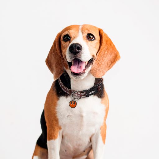 Für Fan Pets Chewbacca Star Wars Hundehalsband