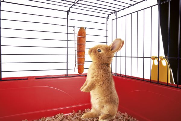 Imac porta carota appendibile