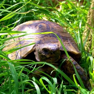 Il risveglio del letargo delle tartarughe da terra