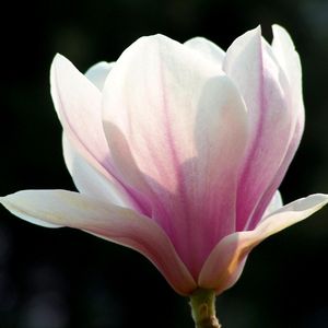 La Magnolia