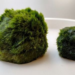 Alga Marimo, curiosità e come prendersi cura di questa alga