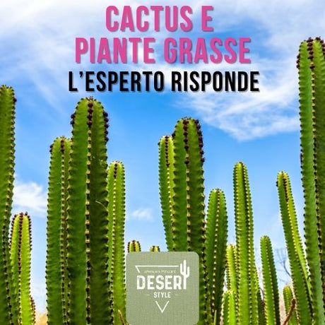 Giornate dedicate alle piante grasse e cactus con L'esperto di Desert Style 6 luglio 2025