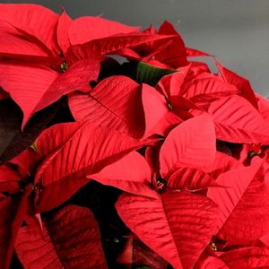 Poinsettia: La stella di Natale