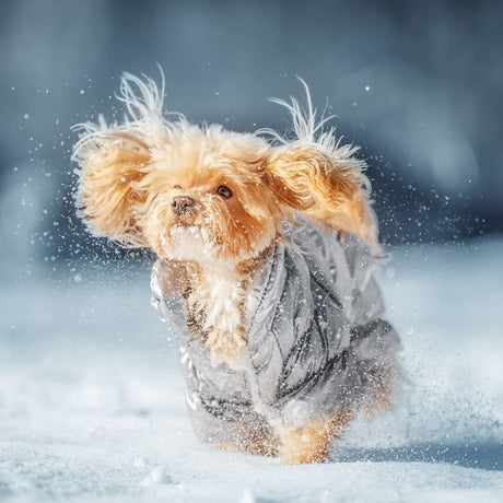 Volantino Pet Shop Iperverde | 13 novembre - 28 dicembre 2025