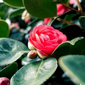 La camellia come coltivarla