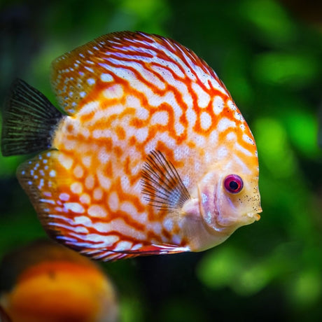 Open Day gratuito acquaristica: allestimento acquario live con Amtra – 27 settembre 2025