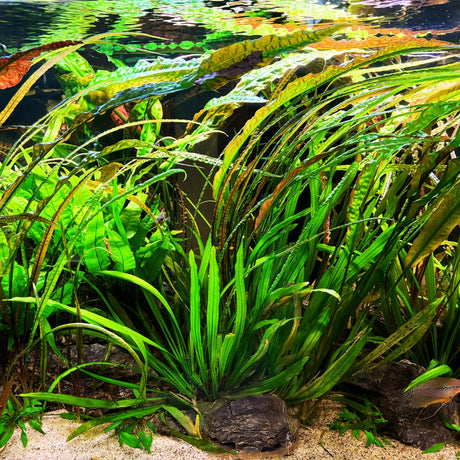 Evento dedicato alle Piante acquatiche in acquario 22 novembre 2025