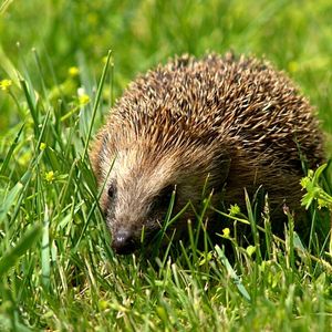 Il Riccio Europeo - Erinaceus europaeus