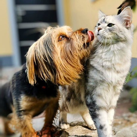 Corsi ed Eventi Pet Shop