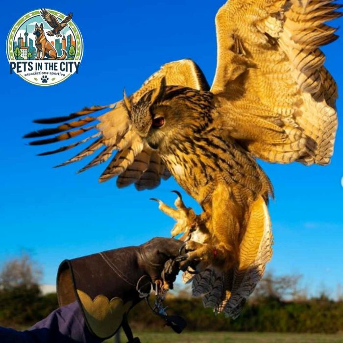 Evento - Falconeria Experience
