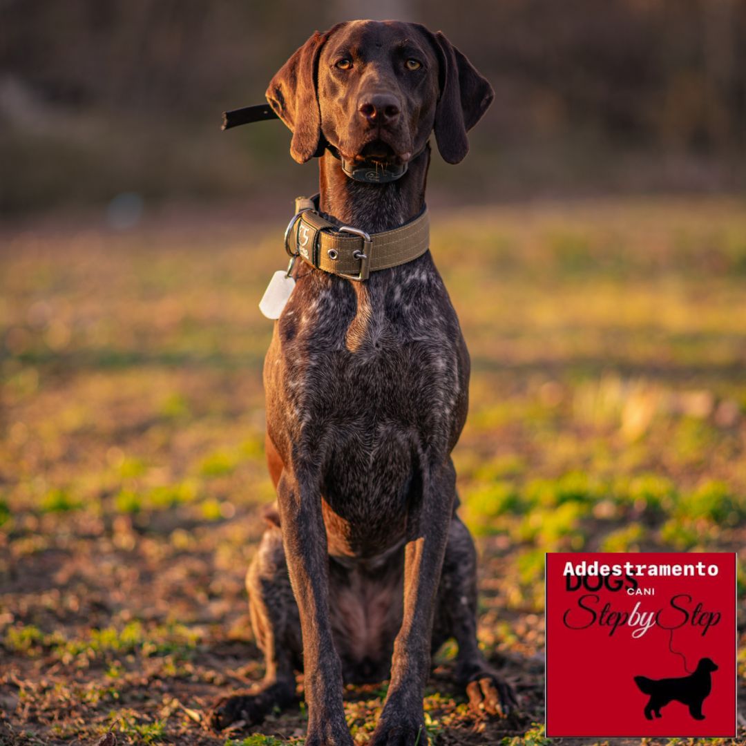 Bualingo, Sai davvero comprendere il tuo cane? - 21/11/2026
