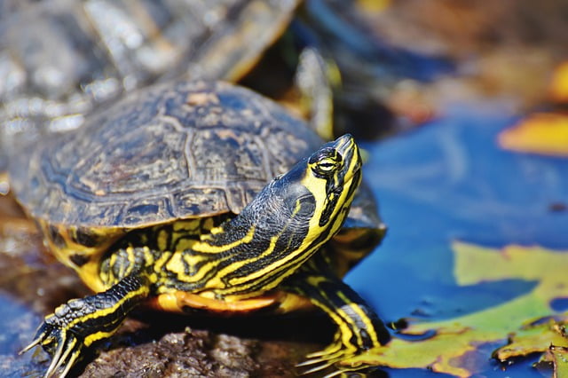 CORSO CON VETERINARIO: BENESSERE E ALLEVAMENTO TARTARUGHE ACQUATICHE