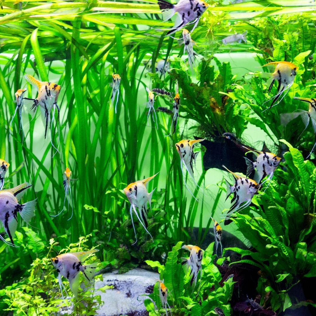 WORKSHOP: UN ACQUARIO DA SOGNO PRONTO PER LA VIGILIA DI NATALE