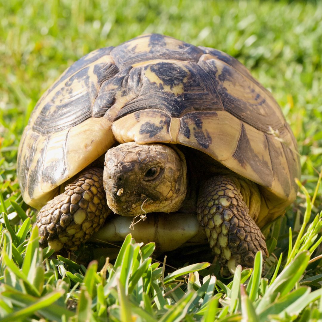 Corso con veterinario dedicato al benessere delle tartarughe di terra
