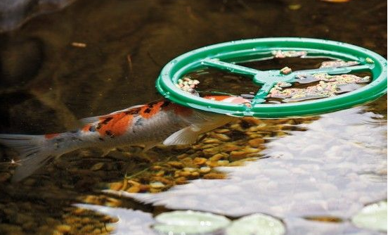 Pontec pondfeed ring - disco dispenser per mangime pesci