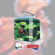 Scopri il mondo del Betta - Sabato 11 Ottobre dalle ore 14:30 alle 17:00