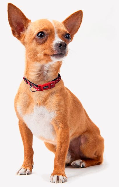 For Fan Pets Minnie Dog Collar