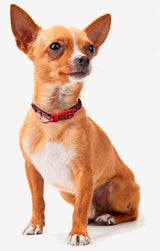 For Fan Pets Minnie Dog Collar