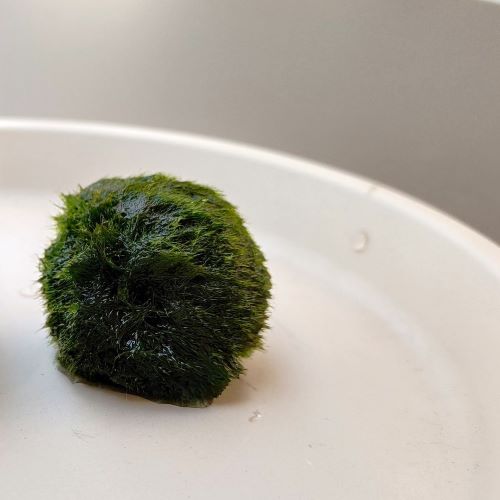 Marimo alga palla da 2-3 cm