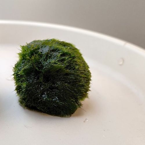 Marimo alga palla da 3-4 cm